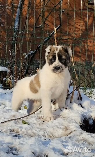 Среднеазиатская овчарка, щенки Алабая