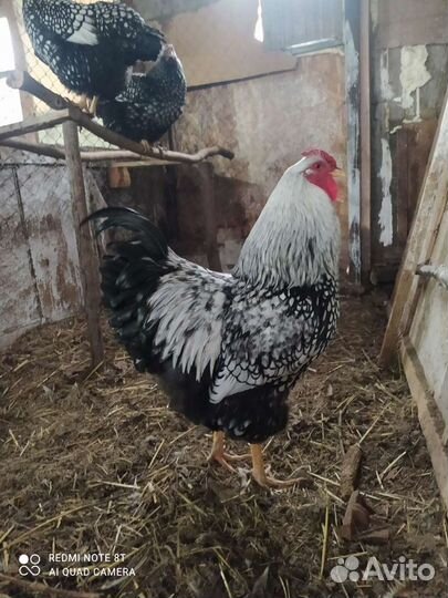 Виандот серебро