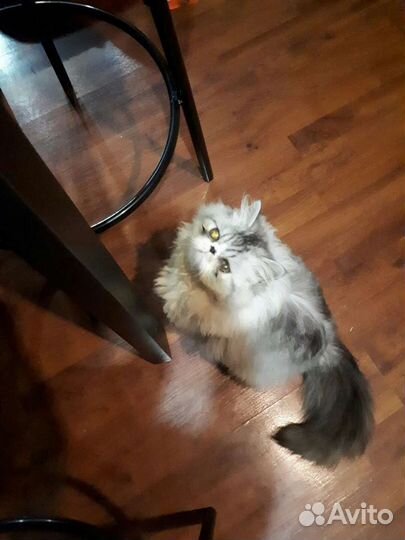 Вязка с персидским котиком