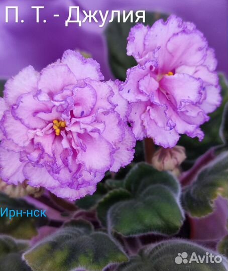 Сортовые фиалки-детки