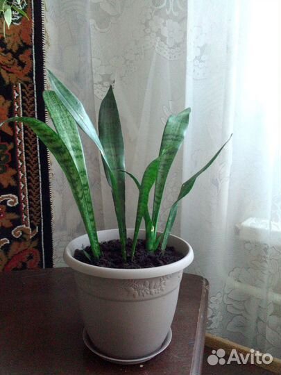 Сансевиерия