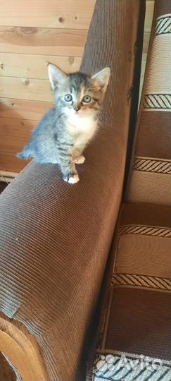 Котята в добрые руки 1 месяц