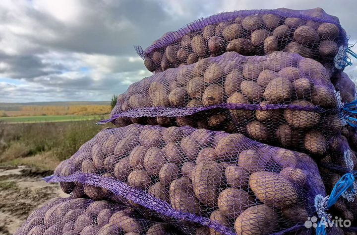 Продам картофель оптом