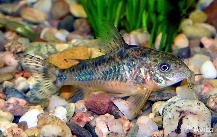 Аквариумные рыбки