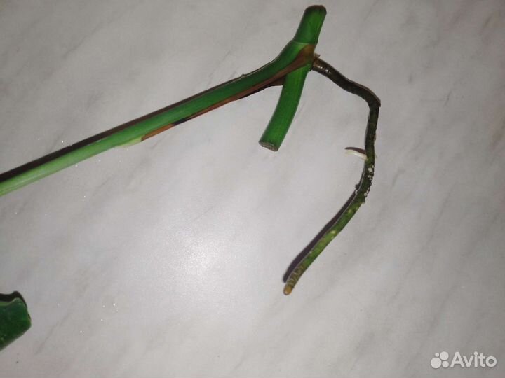 Монстера альба