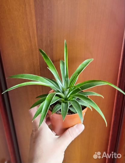 Цветы комнатные:бегония, герань арома, и др