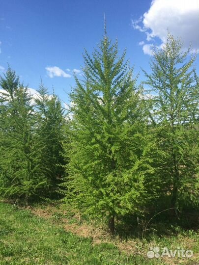 Лиственница европейская