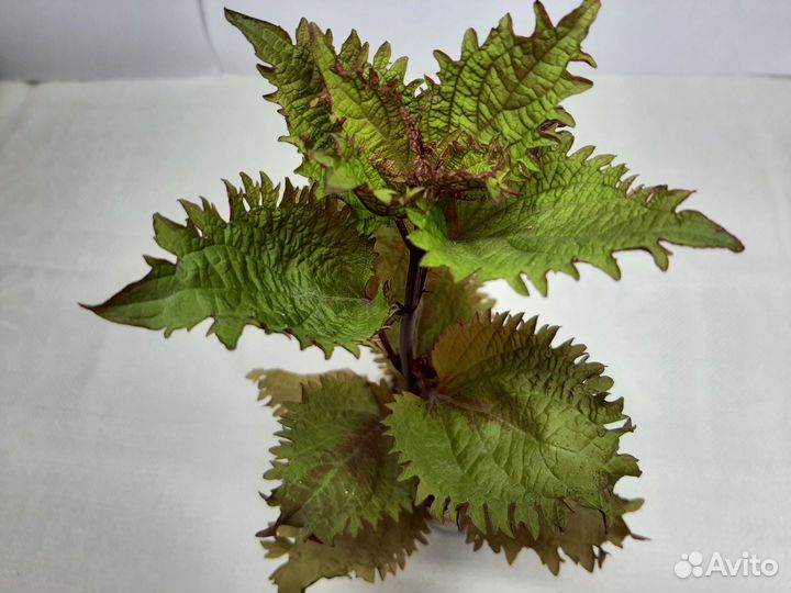 Колеусы - Henna