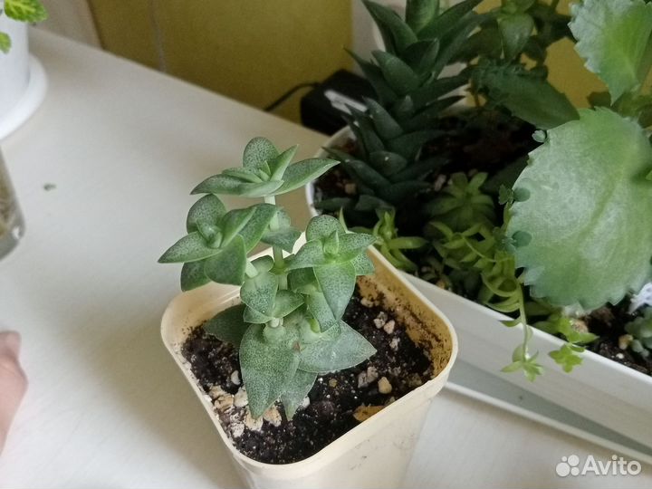 Крассула перфората