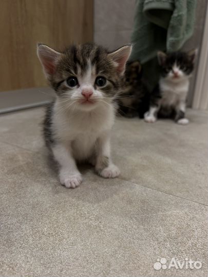 Котята мейн-кун метис