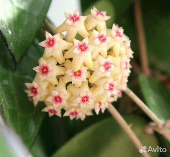 Папоротник, Хойи