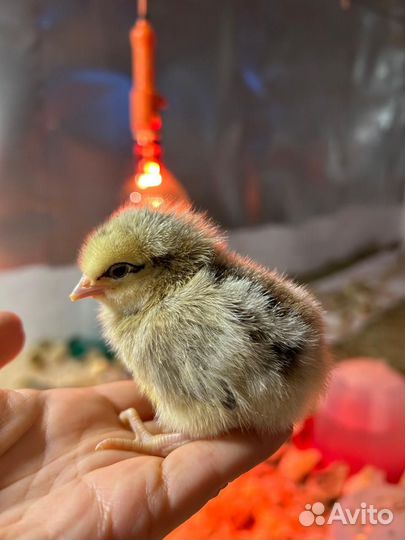 Цыплята, гусята, утята и другие птицы