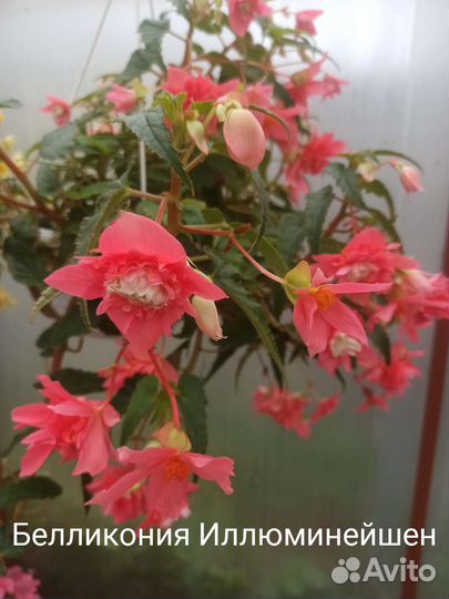 Белликония