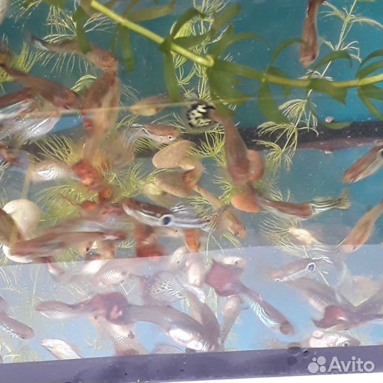 Аквариумные рыбки гуппи