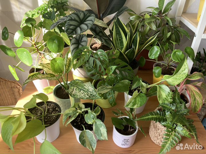 Комнатные растения