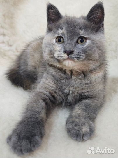 Котята