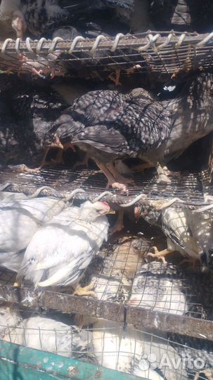 Куры молодки несушки домашние