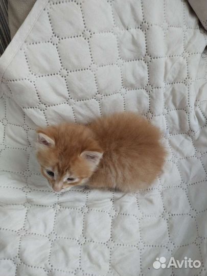 Рыжий котенок в добрые руки