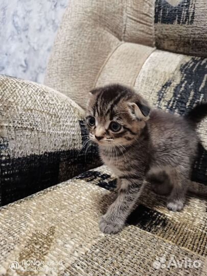 Шотландские котята
