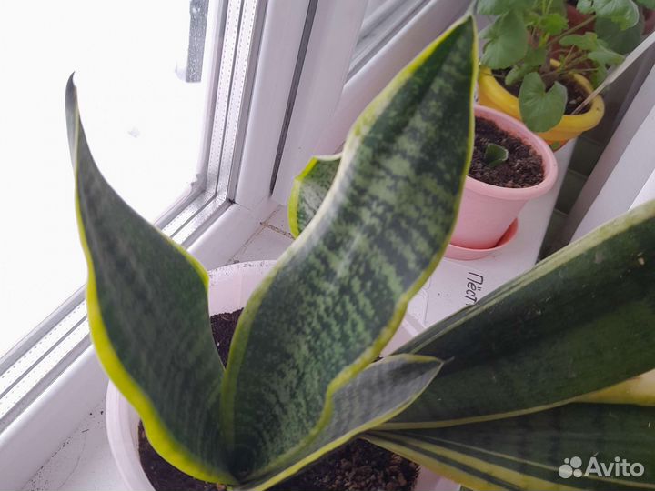 Футура Суперба