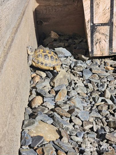 Передержка сухопутных черепах