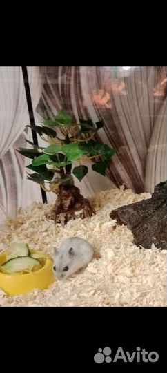 Джунгарские хомячки