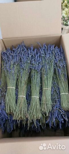 Лаванда сухоцвет