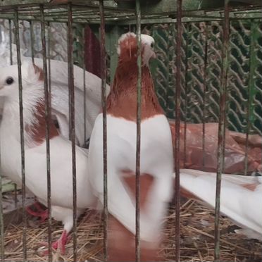 Продажа бакинских голубей