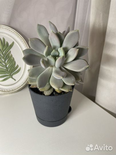 Суккулент (12-14 см)