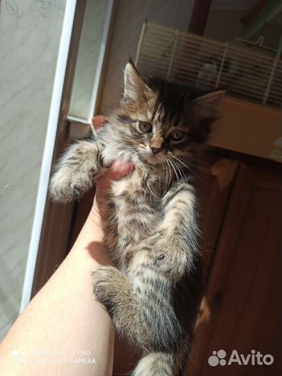 Котятки в добрые руки