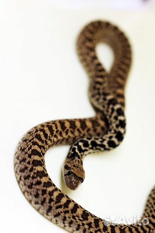 Полоз змея pituophis объявление продам