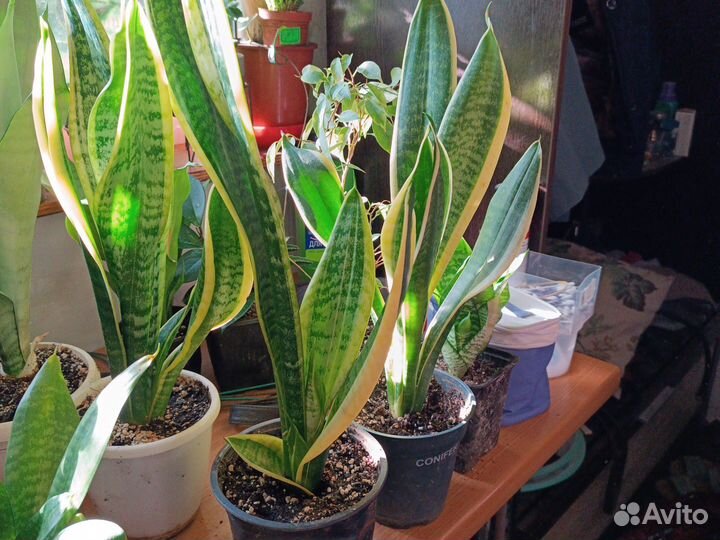 Сансевиерия Лауренти