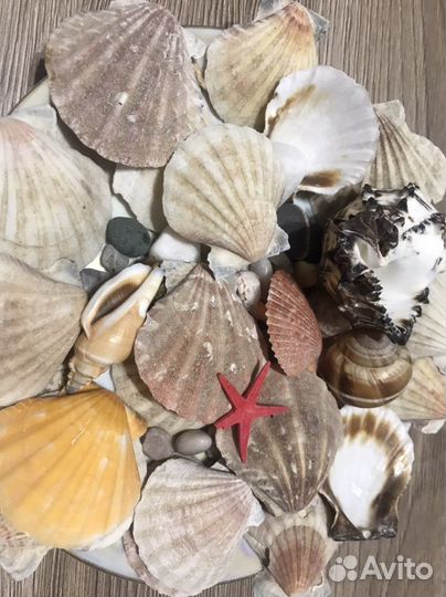 Ракушки