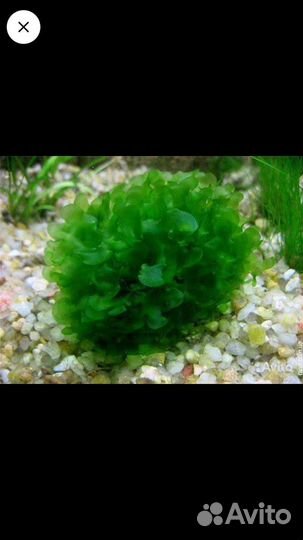 Роголистник,мхи,пистия