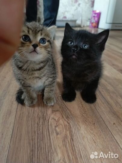 Британские котята