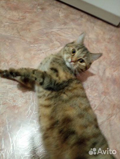 Случка кошки