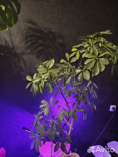 Шеффлера 150см