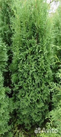 Туя западная Колумна 2.0-2.2 - 3900