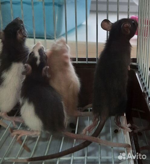 Крысята дамбо