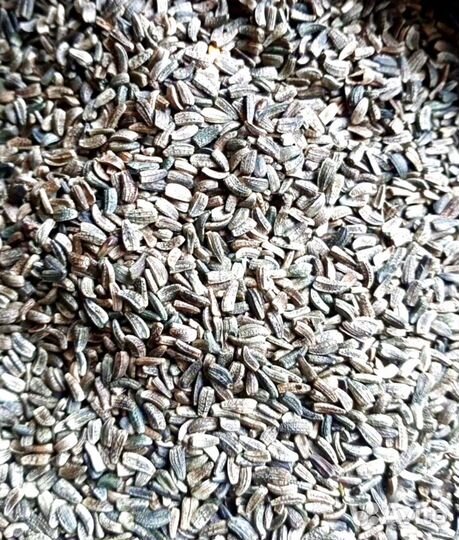 Семена крапивы и репейника