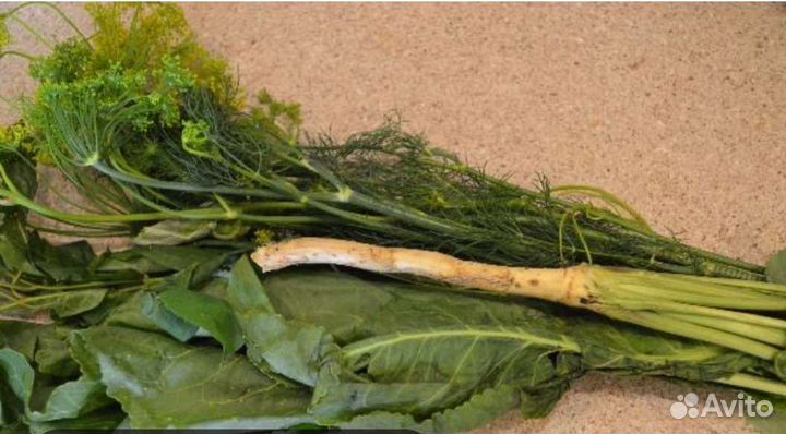 Укроп, хрен