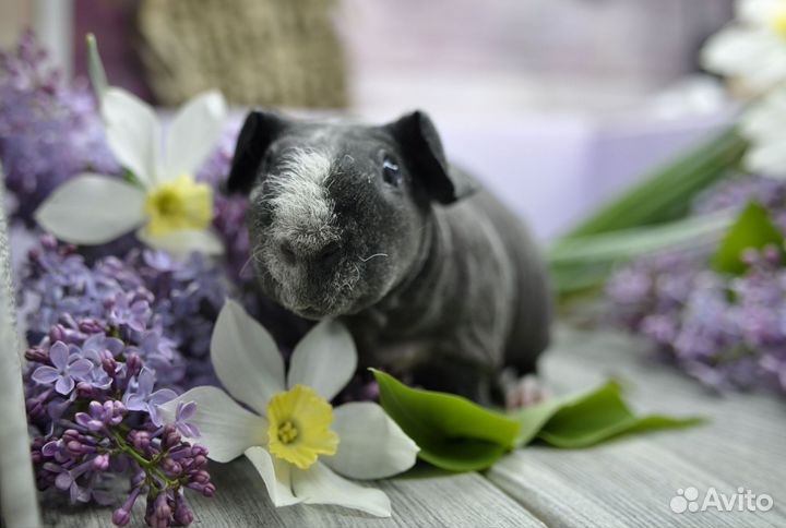 Морская свинка скинни далматин