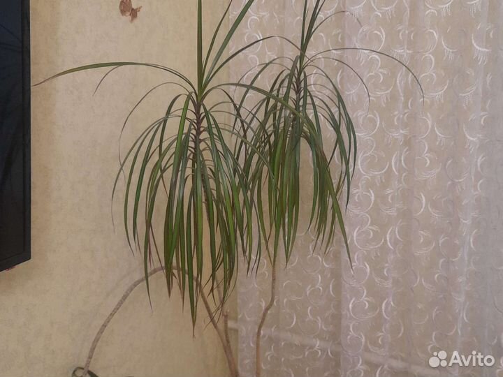 Пальма драцена 2 штуки