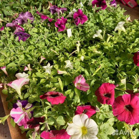 Вегетативная петуния