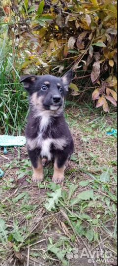 Отдам в добрые руки