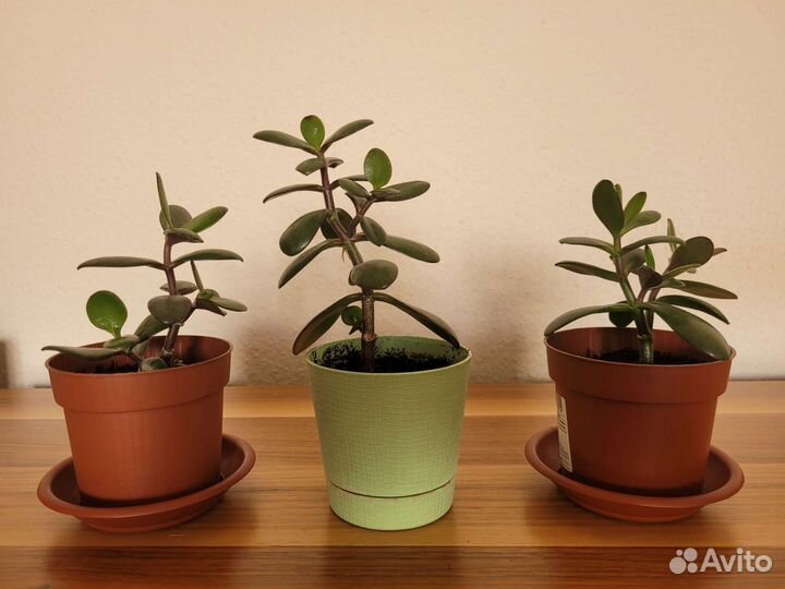 Толстянка, эухарис, фикус, дримиопсис, пеперомия