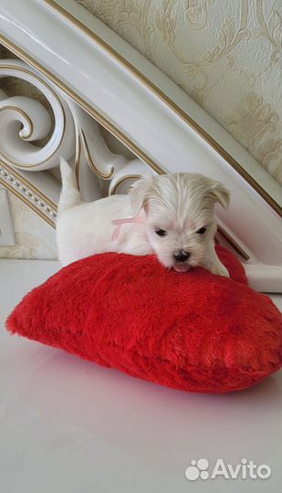 Мальтезе мини девочки