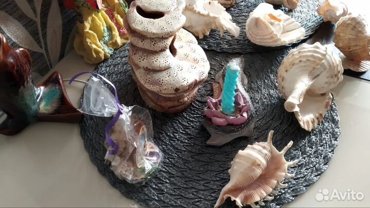 Морские ракушки раковины и коралы