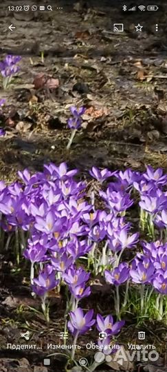 Апрельские крокуссы