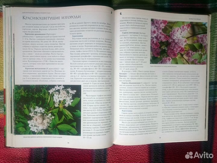 Декоративные композиции сада. Александрова